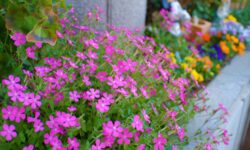 庭のピンクの花