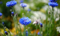 庭のブルーの花